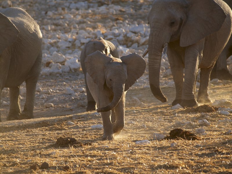 Elephant, Etosha National Park,
        Okaukuejo